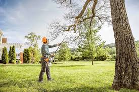 Best Tree Cabling and Bracing  in Lake Ketchum, WA